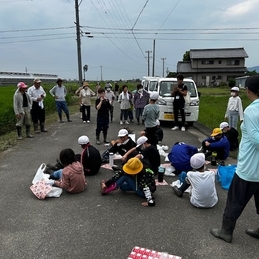 青田刈り