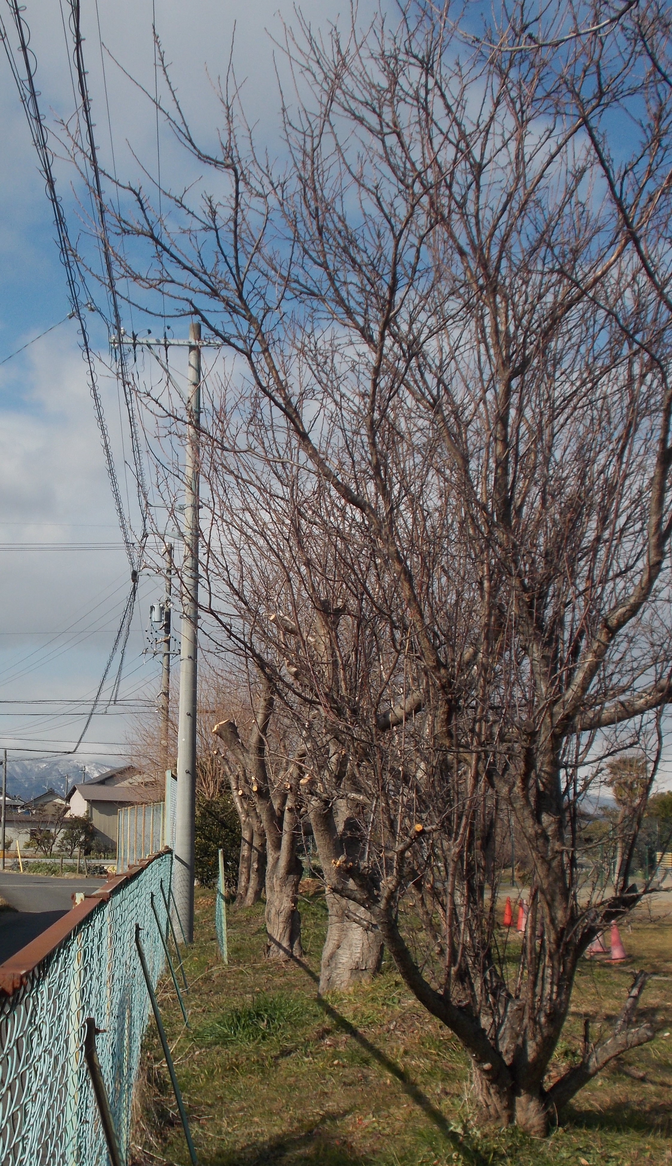 桜の剪定作業 中島小blog 羽島市立中島小学校