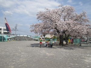 ２桜１.JPG